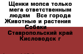 Щенки мопса только мега-ответственным людям - Все города Животные и растения » Собаки   . Ставропольский край,Кисловодск г.